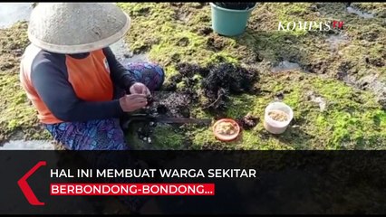 Warga Sukabumi Panen Bulu Babi