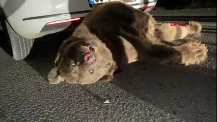 Bursa'da otomobilin çarptığı ayı öldü