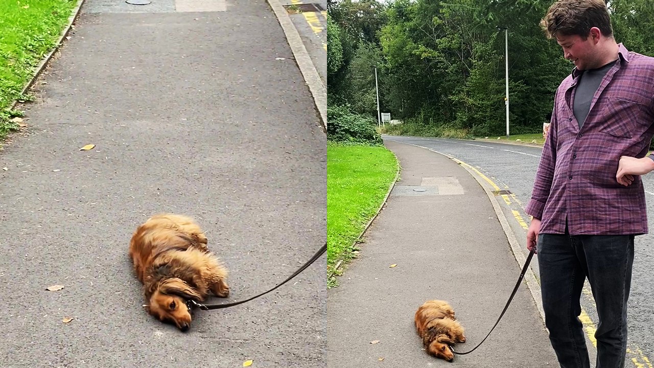'Lazy & stubborn dog is in no mood to go for a walk '