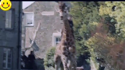 Ketika dokter bisa bicara sama binantang - alur cerita film DOLITTLE (2020)