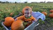 Pick your own pumpkins in Liverpool