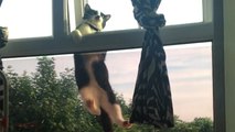 'Kitler cat has a hard time trying to get in the window *Try Not to Laugh*'