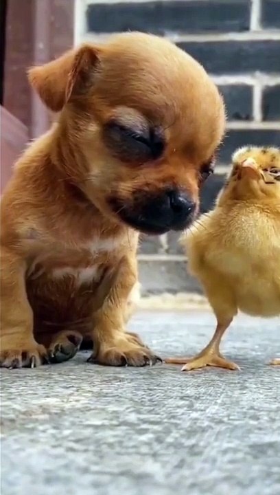 いぬとねこ２