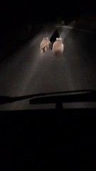 Bursa'da yavru ayılar yola indi