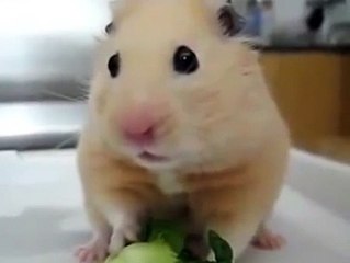 ネズミ