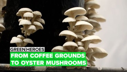Green Heroes: Mushrooms being grown in a creative way