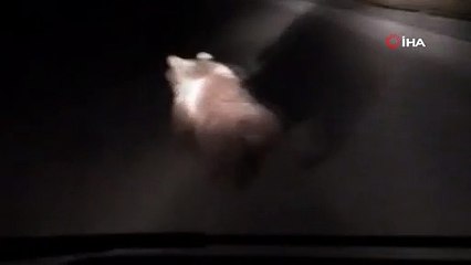 Bursa’da yavru ayılar yola indi