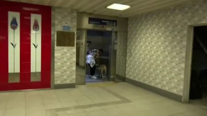 El perro viajero de Estambul