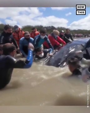 Regardez le sauvetage d’une baleine échouée sur une plage en Argentine grâce à une pelle mécanique - VIDEO