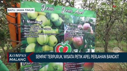 Sempat Terpuruk, Wisata Petik Apel Kota Batu Perlahan Bangkit