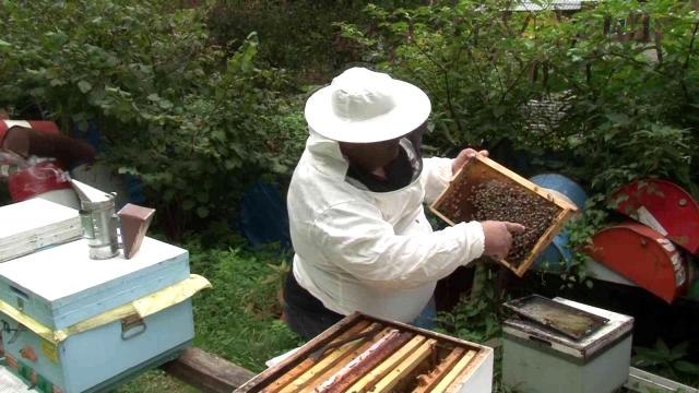 İstanbul'un ilk coğrafi işaretli gıda ürünü 'Şile kestane balı' oldu