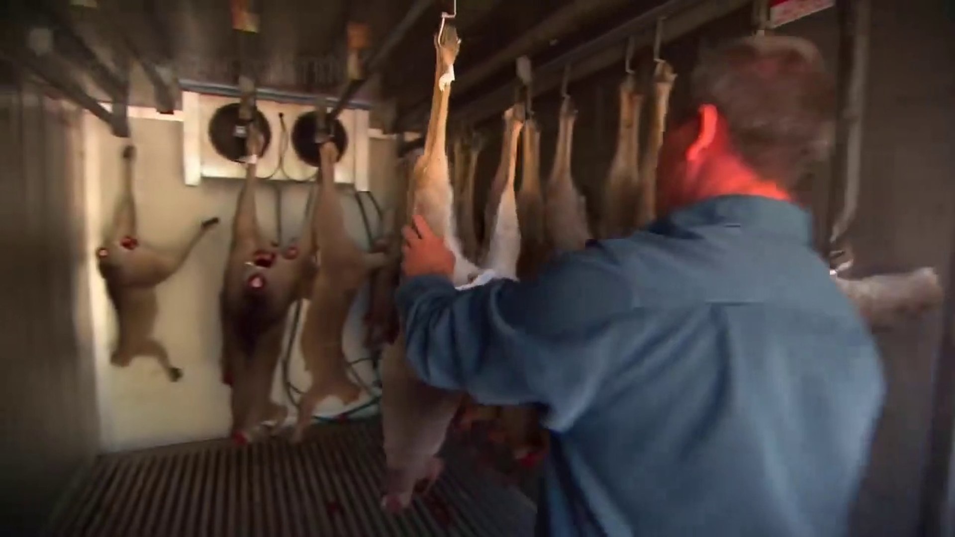 Awesome Kangaroo Harvesting  - Kangaroo Meat Processing in Factory - Kangaroo Industry (1)