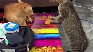 Funniest Cat Videos That Will Make You Laugh #7 - Funny Cats