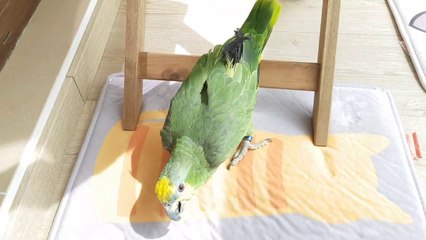 Funny Animals - Amazon Parrot is enjoying the Sun #amazonparrot #trynottolaugh #bestvines