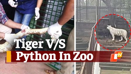 Tiger-Python Battle Breaks Inside Nandankanan Zoo In Bhubaneswar
