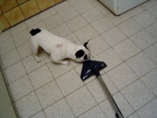 Zorro avec l'aspirateur.