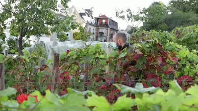 Comienza la temporada anual de recolección de uvas en Montmartre, una tradición parisina desde hace más de casi 90 años
