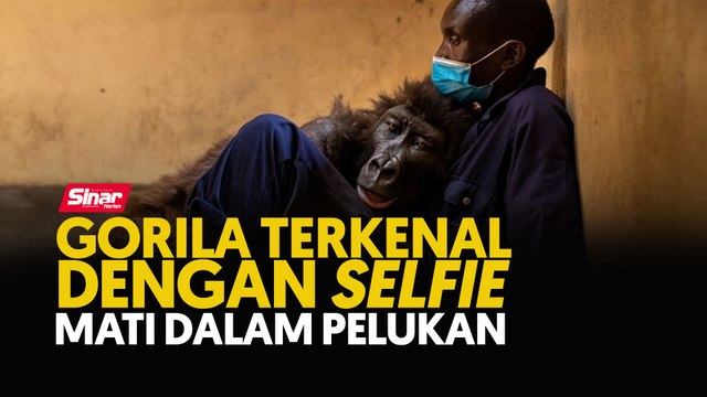 Gorila terkenal dengan selfie mati dalam pelukan