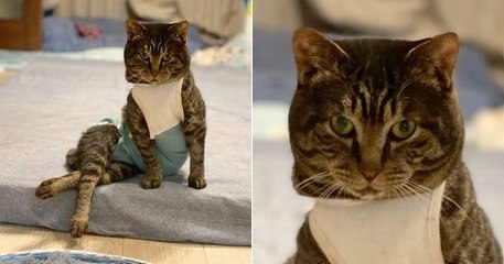 La photo géniale de ce chat en train de prendre la pose comme un mannequin est devenue virale