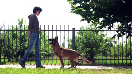 Top 10 commands every dog should know