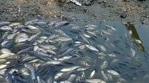 Bursa’da baraj kapakları kapanınca binlerce balık öldü