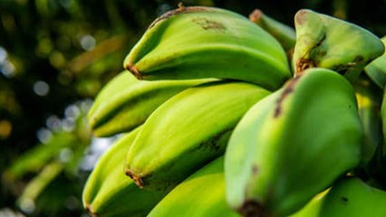 कच्चे केले का सेवन हो सकता है खतरनाक, इन लोगों की हालत हो सकती है खराब | Boldsky