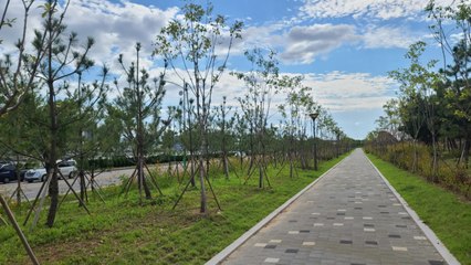 [인천] 인천 남동구, 제3경인고속도로 주변 미세먼지 차단숲 조성 / YTN