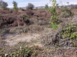 Bursa'da baraj kapakları kapanınca binlerce balık telef oldu