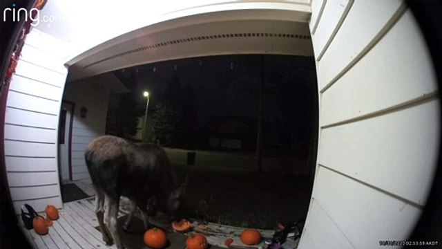 Moose Munches on Porch Pumpkins