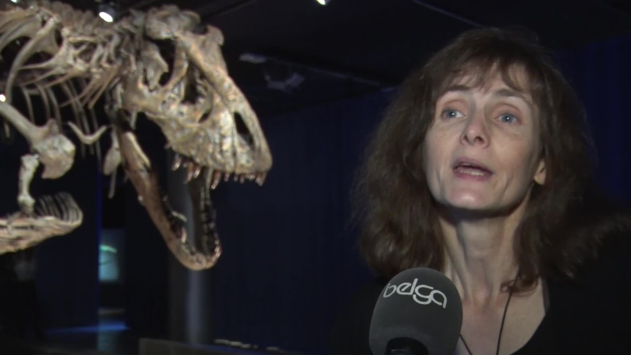 T. rex: nouvelle exposition temporaire du Muséum des Sciences Naturelles (Cécile Gerin)