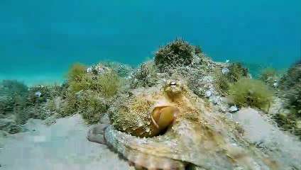 Underwater Video Shows Octopus Camouflaging