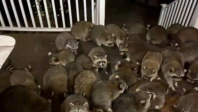 Horde of Raccoons Swarms Porch