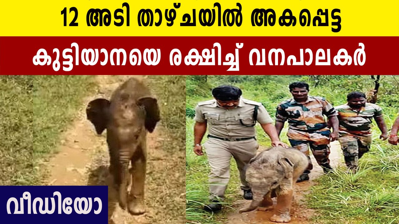 Baby elephant was reunited with the family afte...