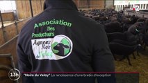 Haute-Loire : la brebis Noire du Velay, une race réputée