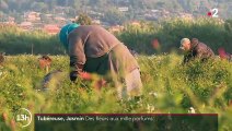 Alpes-Maritimes : la récolte des tubéreuses et du jasmin, des fleurs aux mille parfums
