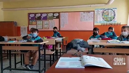 Karga 'Duman' kendisini iyileştiren çocuğun peşinden ayrılmıyor