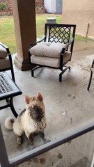 Dirty Dog Paws at the Door