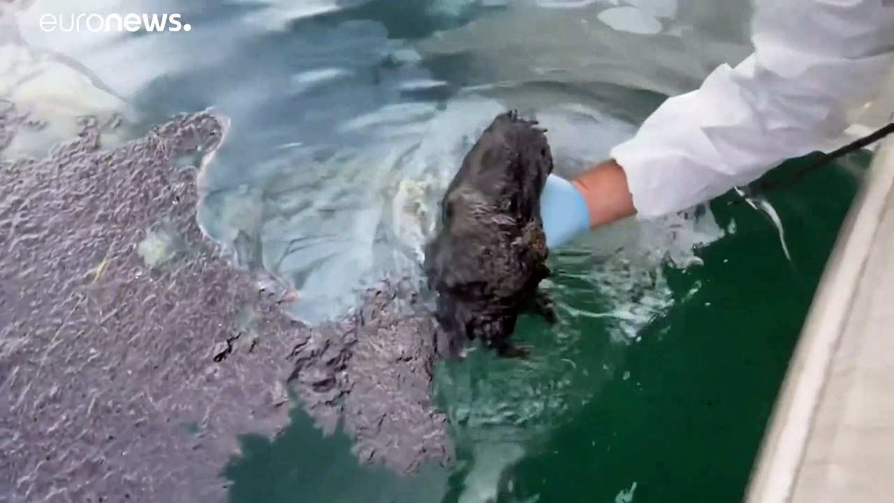 Ölpest in Südkalifornien - Ermittler gehen auf Spurensuche