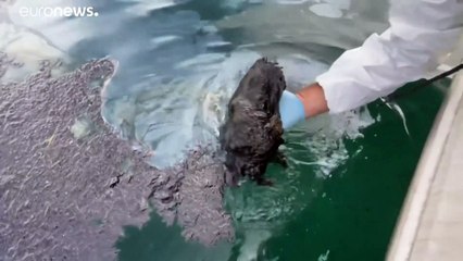 Ölpest in Südkalifornien - Ermittler gehen auf Spurensuche