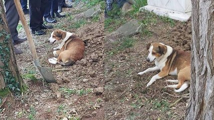 Toprağa verilen kargo görevlisinin köpeği defin sırasında mezarı başından ayrılmadı