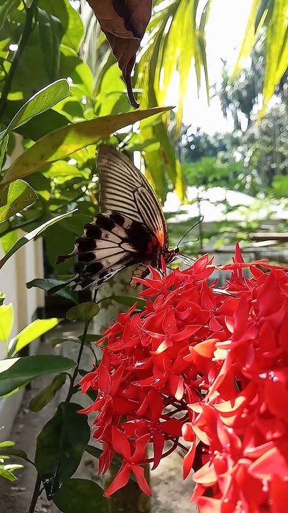 Beautiful Butterfly ❣️❣️