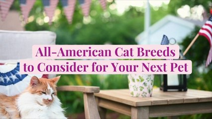 10 All-American Cat Breeds to Consider for Your Next Pet