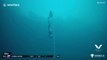 Record du monde de plongée en apnée battu : 120m de profondeur