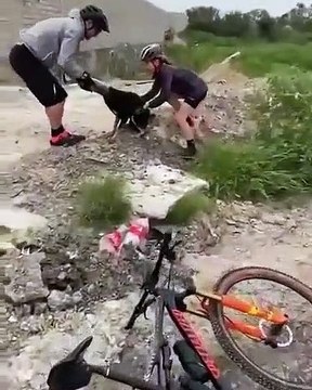 Ils sauvent un chien qui a la tête coincée dans une bouteille plastique et sa réaction est magique