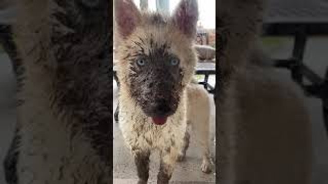 Dirty Dog Paws at the Door