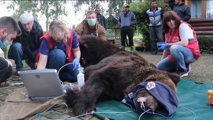 ‘Martha’, un oso pardo hembra que pudo regresar a la libertad
