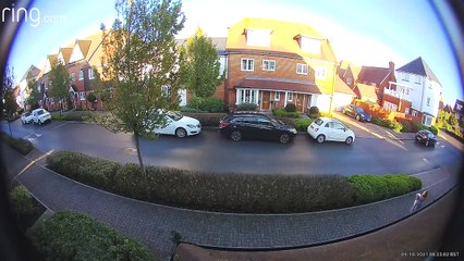 Swan Crashes Into Roof