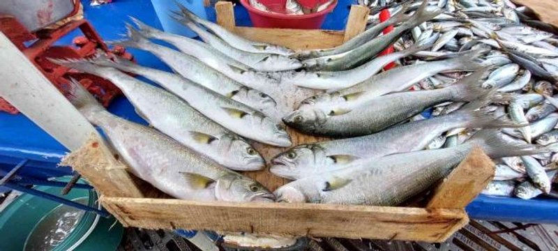 Tekirdağ'da Lüfer 25 liraya kadar düştü