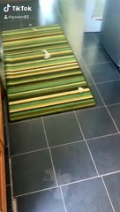 Pillow Explosion Pup Suspects