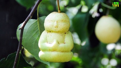 BUDDHA SHAPED PEAR l BIG DREAMS l NEW FRUIT l I MEMORY